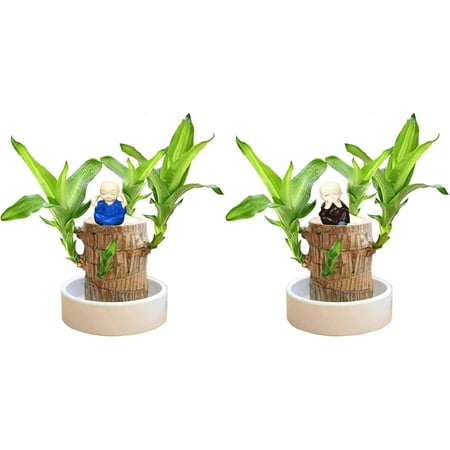 

Brazilian Wood Easy Grow Wood Easy Care Brazilian Wood Hydroponic Wood Tree Brazilian Wood Housewarming For New Home Small Christmas Ornament Ornament Set Ornament for Christmas Trees Elegant Ornament