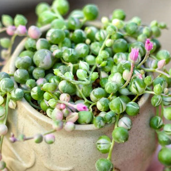 Variegated String of Pearls Plant Live for Planting, Trailing Hanging Succulent Plant for Indoor Outdoor in 2 Inch Pot