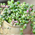 thumbnail image 6 of Variegated String of Pearls Plant Live for Planting, Trailing Hanging Succulent Plant for Indoor Outdoor in 2 Inch Pot, 6 of 6