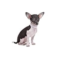 thumbnail image 3 of Mumup Rhinestones Dog Cat Collars with Bell Bling Pet Puppy Collars with Soft Velvet Crystal Collars Girl Jeweled Necklace, 3 of 5