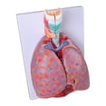 thumbnail image 4 of Human Cardiopulmonary Anatomy Model, Pulmonary Heart Model For Teaching, 4 of 10