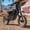 Black—14"/12" wheel, variant on Qronge Electric Dirt Bike for Adults 50 mph Max Speed X1 Spark E-Bike 4500W Peak Mid-Drive Motor 60V 28.8AH Battery up to 60Miles Range off Road Ebike 14"/12" Fat Tire E-Mountain Bike, UL2849 by SGS