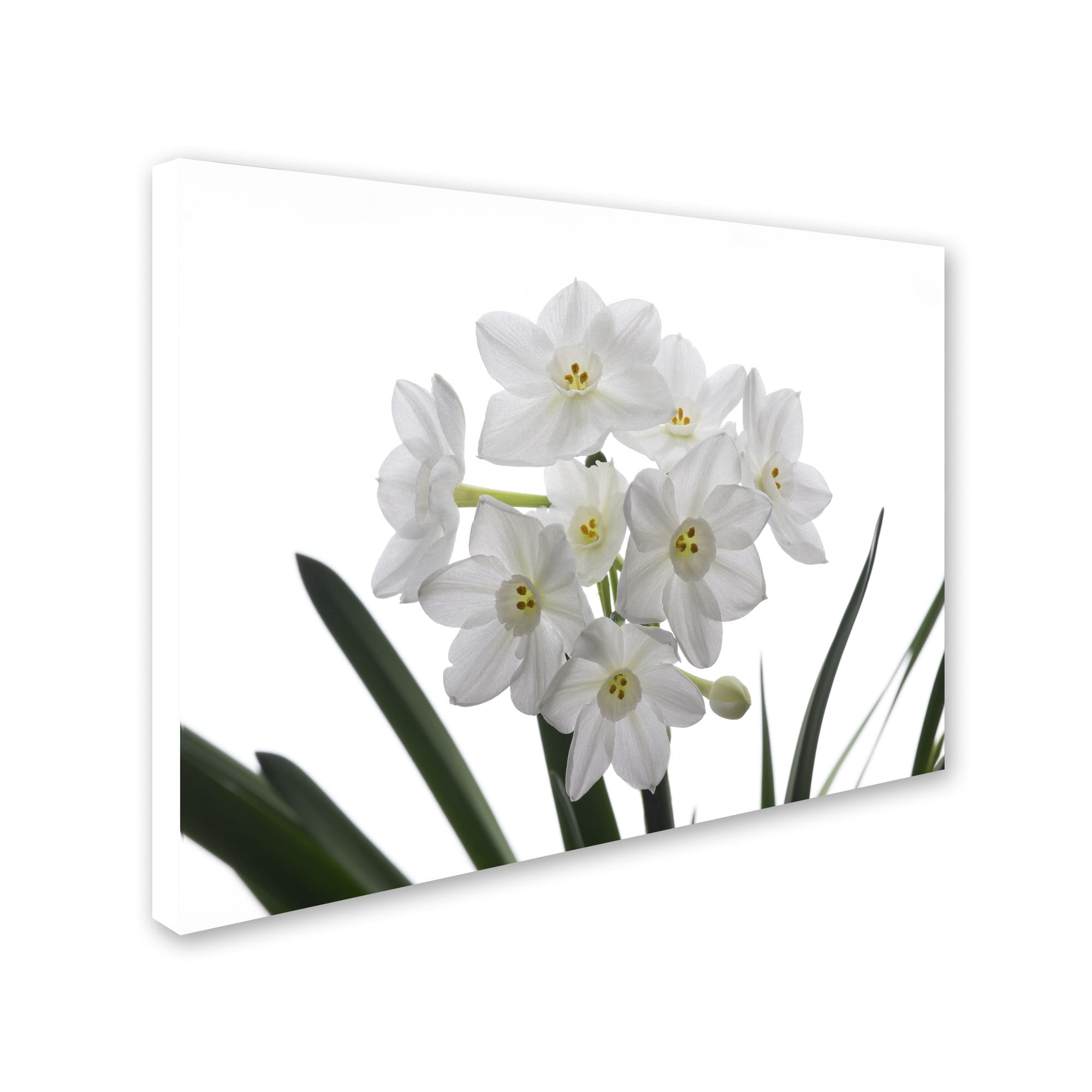 Trademark Fine Art "Paper White Bouquet" Canvas Art by Kurt Shaffer