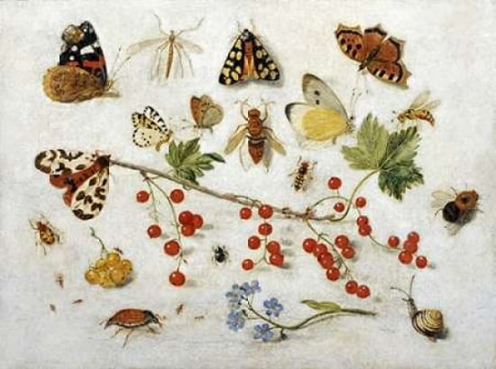 Butterflies Moths A