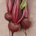 thumbnail image 3 of Burpee Organics Early Wonder Beet Seeds - Non-GMO, Heirloom Organic Vegetable Gardening Seeds, 2.5g, 1-Pack, 3 of 6