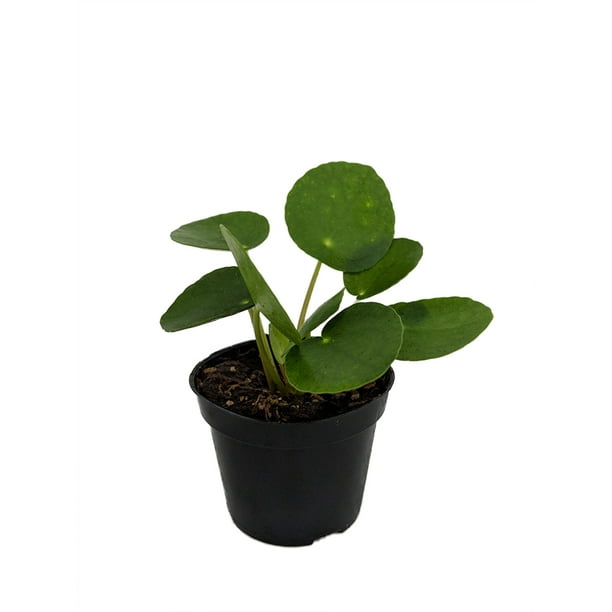 حديقة Hoya Plant Hirts