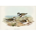 thumbnail image 2 of Gould, John 24x17 White Modern Wood Framed Museum Art Print Titled - Double-banded Dottrel-Hiaticula bicincta, 2 of 4
