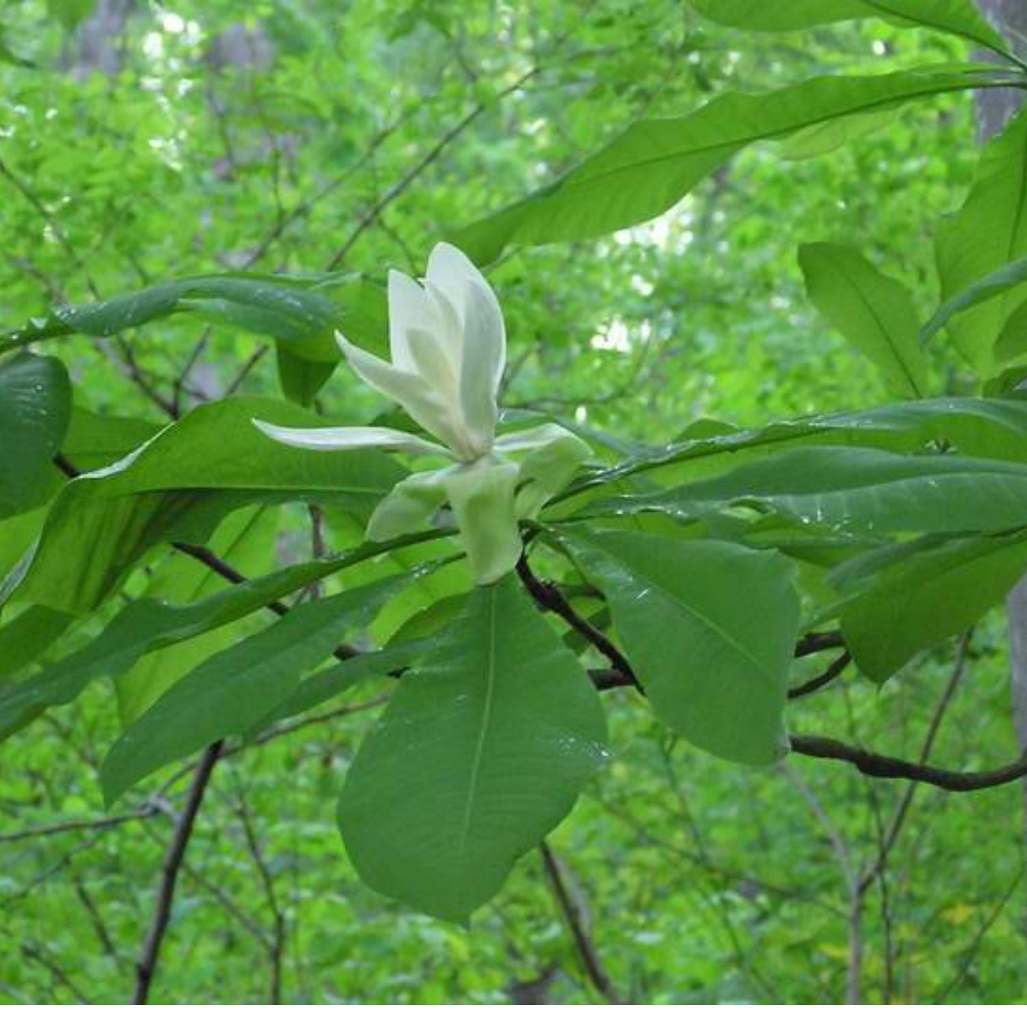 Expert Gardener 2-3' Magnolia Umbrella Live Tree in 1 gal. Grower Pot