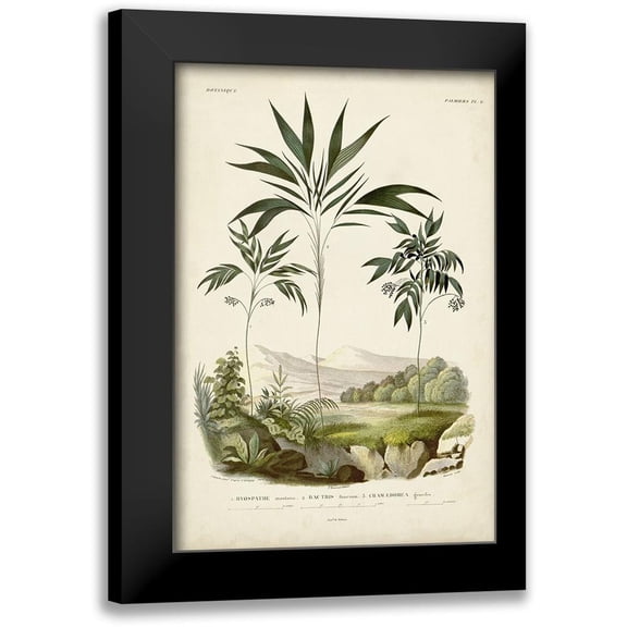 DOrbigny, M. Charles 11x14 Black Modern Framed Museum Art Print Titled - Antique Palm Collection III