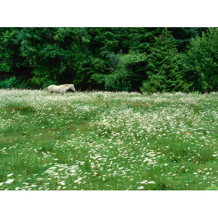 White Horse in a field of white daisies, near Seaside, Clatsop County, Northern Coast, Oregon, USA Print Wall (Best Of Oregon Coast)