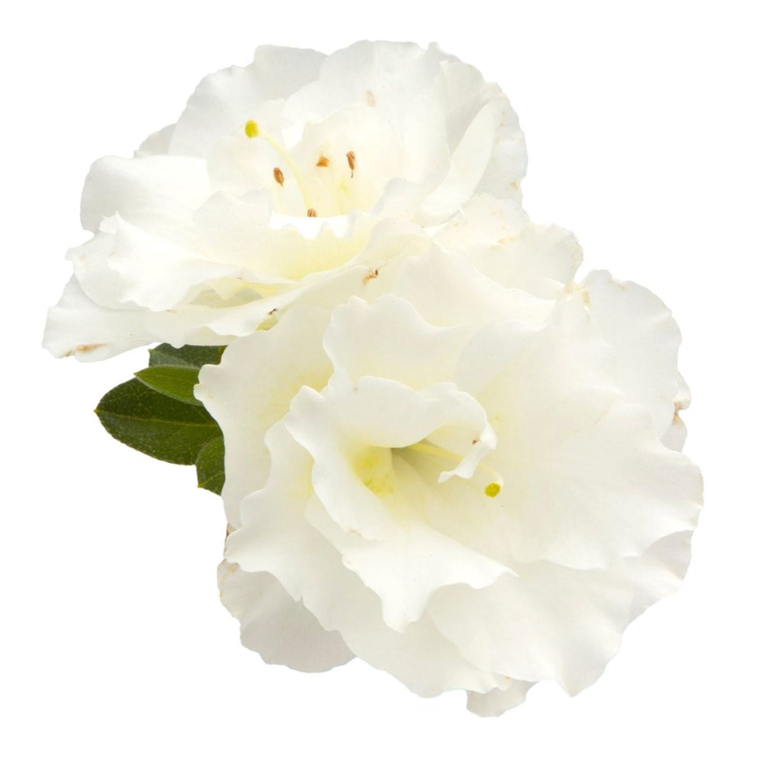 Proven Winners ColorChoice 5" Perfecto Mundo Double White Reblooming Azalea Live Plant in 4.5" Pot (4 Count)