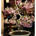 thumbnail image 3 of CZ Grain 10 Sakura Tree Plant Seeds, Easy to Grow, 3 of 3