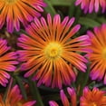 thumbnail image 3 of Better Homes and Gardens Outdoor Live Plant Delosperma Iceplant Ocean Sunset Orange Glow Orange 2.5QT, Full Sun, 3 of 5