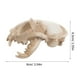 thumbnail image 4 of Esqueleto de gato de resina, modelo de cráneo de gato de la fortuna, figura decorativa para acuario o pecera., 4 of 7