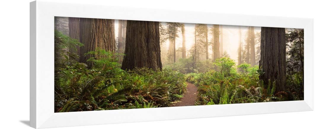 Art Print for The Frame TV. Redwood National Park Tree Art Print Samsung Frame TV Art