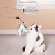 thumbnail image 5 of Juguetes interactivos para gatos de interior Varita duradera con plumas para gatos Juguete para hacer ejercicio y, 5 of 6