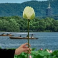 thumbnail image 5 of VQPeo Artificial Lotus Flower Arrangement, Fake Water Lily Home Decor for Vases & Fish Tanks(White), 5 of 6