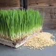 thumbnail image 4 of Organic Barley Seeds - 9 Lbs in Pre-Measured Bags for 10x20 Trays - Whole (Hull Intact) Barleygrass Seed - Ornamental Barley Grass, Juicing, 4 of 7