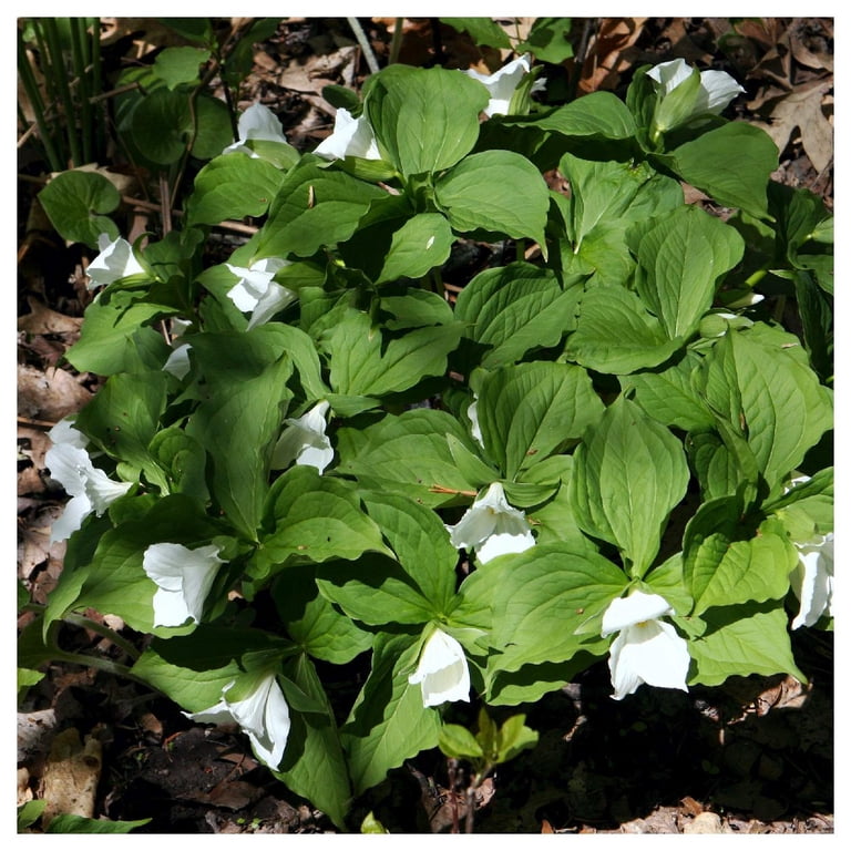 Everwilde Farms - 1 lb White Trillium Native Wildflower Seeds - Gold Vault  Bulk Seed Packet - Walmart.com