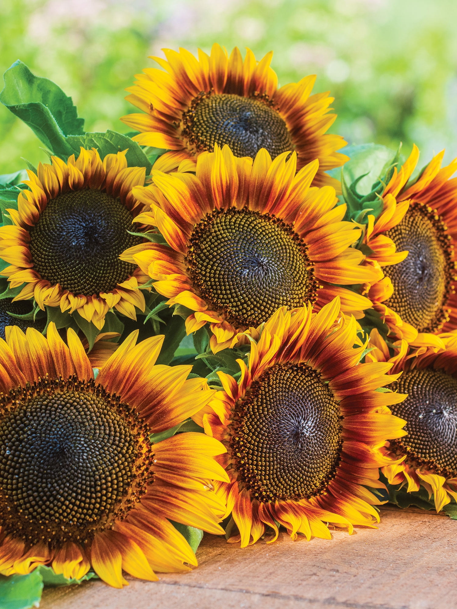 Burpee Fire Catcher Sunflower