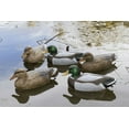 thumbnail image 6 of Flambeau Storm Front Classic Mallard Decoys -12 Count 8030SUV, 6 of 7