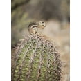 thumbnail image 2 of Kaveney, Wendy 11x14 Black Ornate Wood Framed with Double Matting Museum Art Print Titled - AZ, Buckeye Harriss antelope squirrel on cactus, 2 of 4
