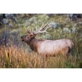 thumbnail image 2 of The Yellowstone Collection 18x13 Black Modern Framed Museum Art Print Titled - Bugling Elk, Mammoth Hot Springs, Yellowstone National Park, 2 of 4