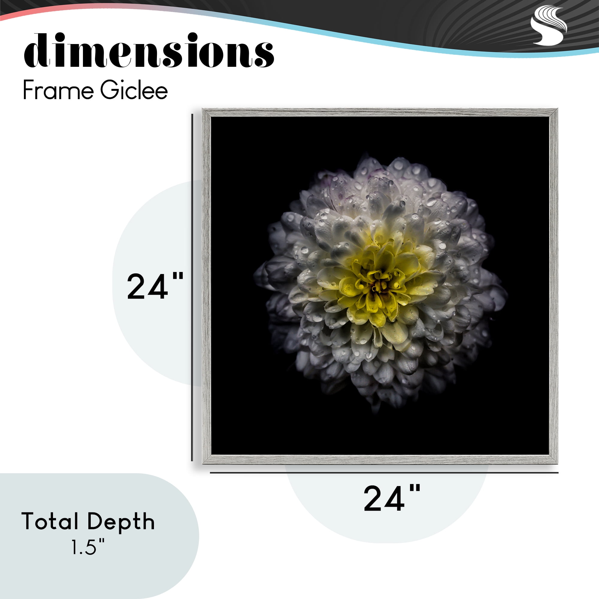 White And Yellow Mum Gray Framed Giclee Art, design by Brian Carson Photography