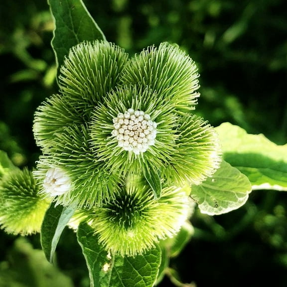 Burdock Seeds (Arctium lappa) 100 Seeds (1 grams)