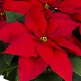 thumbnail image 5 of Holiday Time 1.5QT Red Poinsettia Live Houseplant Red Foil Cover Indirect Sunlight 3 Pack, 5 of 8