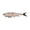 Burnt Bone, variant on Berkley PowerBait® Nessie, 11 in, Rainbow Trout