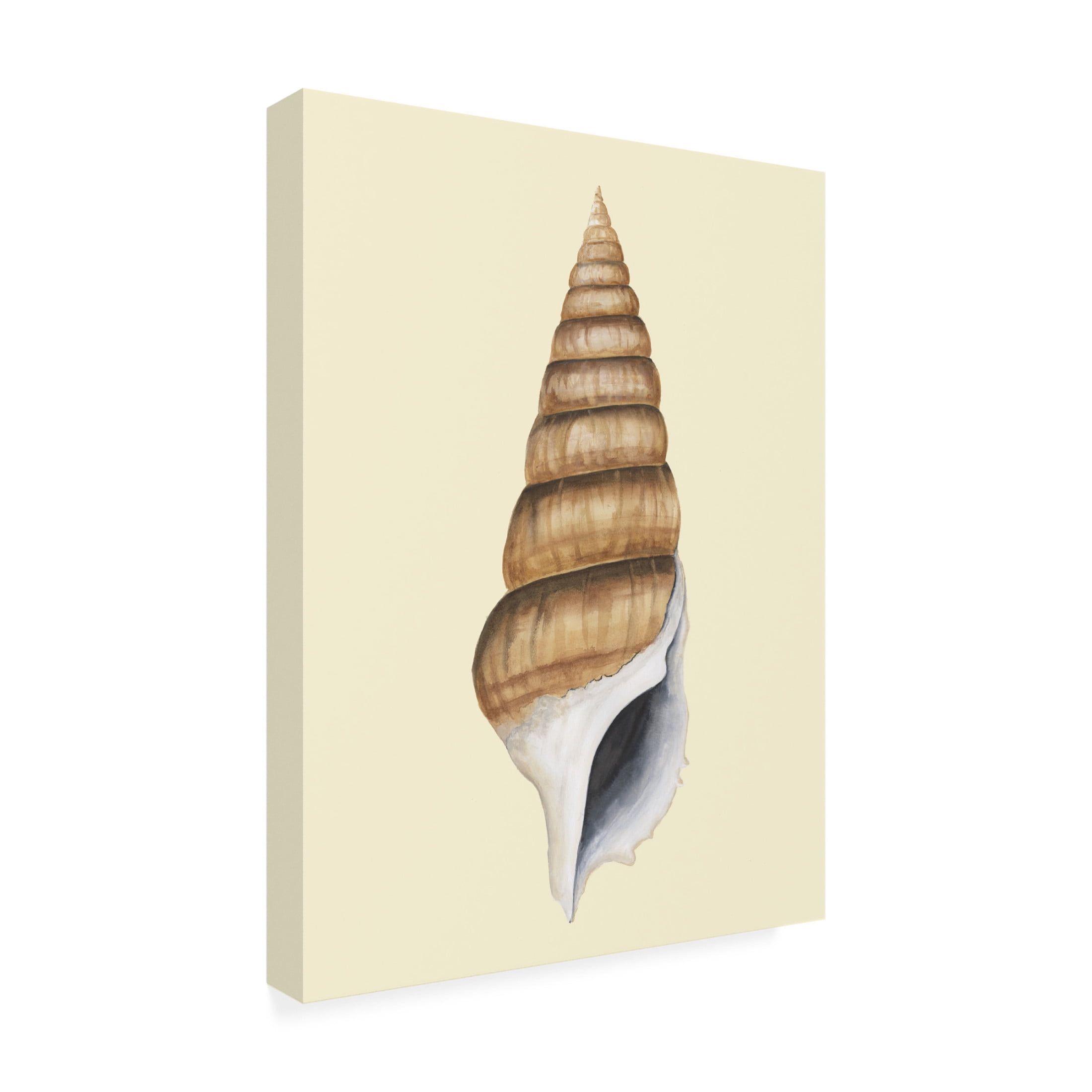 Trademark Fine Art Michael Willett Neutral-Toned Seashells III Canvas Wall Art