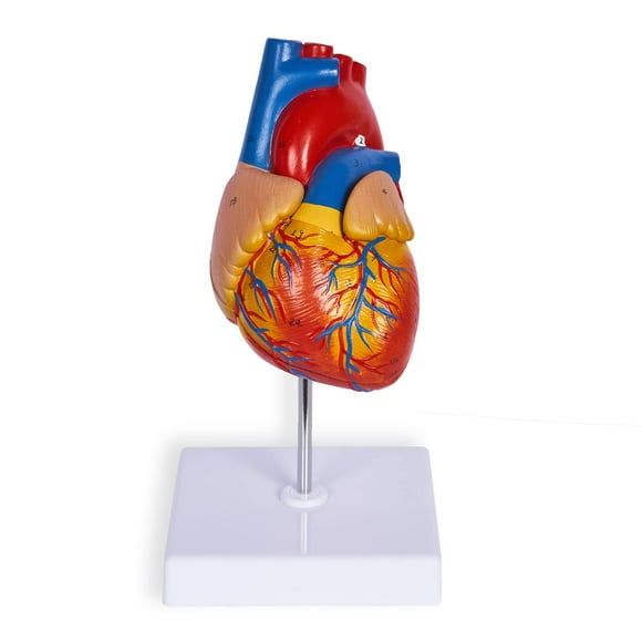 breesky Life Size Human Heart Model, Anatomically Accurate 2-PartMedical Model with 48 Anatomical Structures & Mounted Display Base & Number Manual for Classroom & Cardiology S