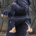 thumbnail image 2 of Dog Carrying Harness, Reflective Support Vest with Handle for Senior Dogs, Mobility Aid for Weak Rear Legs, XS-XL Sizes, 2 of 5