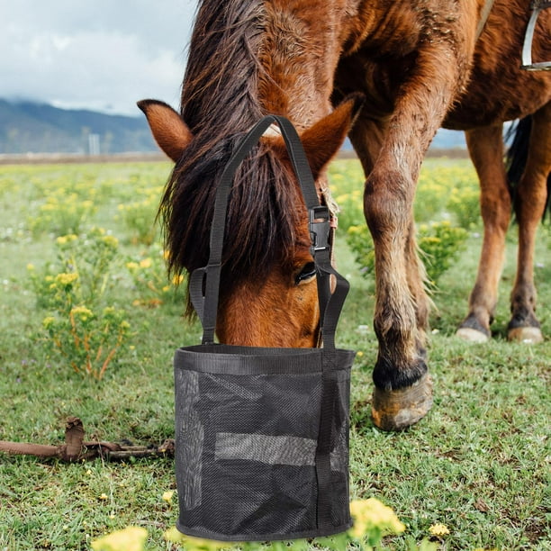 Horse slow cheap feeder grain