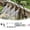 D, variant on 49FT Irrigation Kit - 360Â° Adjustable Mist Nozzles,Irrigation System with Timer and Low Pressure Automatic Watering System for Garden Patio Lawn