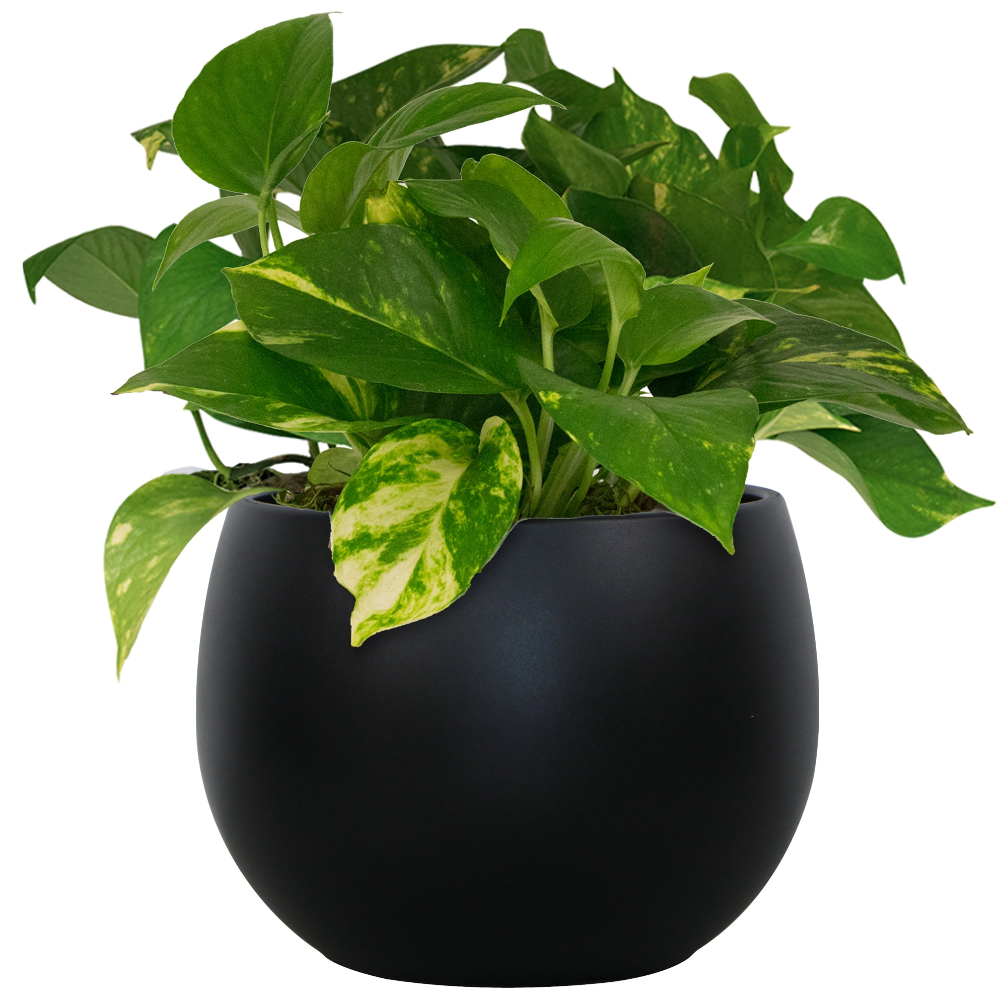 Mainstays Jordan 8" x 8" x 6" Medium Round Rich Black Resin Planter