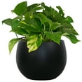thumbnail image 3 of Mainstays Jordan 8" x 8" x 6" Medium Round Rich Black Resin Planter, 3 of 7