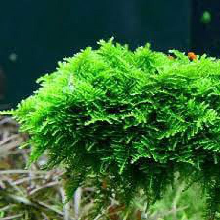 Christmas Moss "Vesicularia Montagnei" Live Aquarium Plants BUY2 GET1 FREE - image 4 of 12