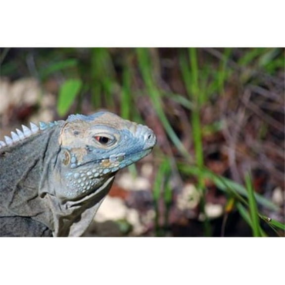 Iguana Lizard Queen Elizabeth II Park Grand Cayman Poster Print by Lynn Seldon - 27 x 18 in.