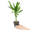 thumbnail image 3 of Dracaena Cintho (4"+ Minimalist Pot) - Easy to Care and Air-purifying Houseplant for Home and Office Decoration, 3 of 4