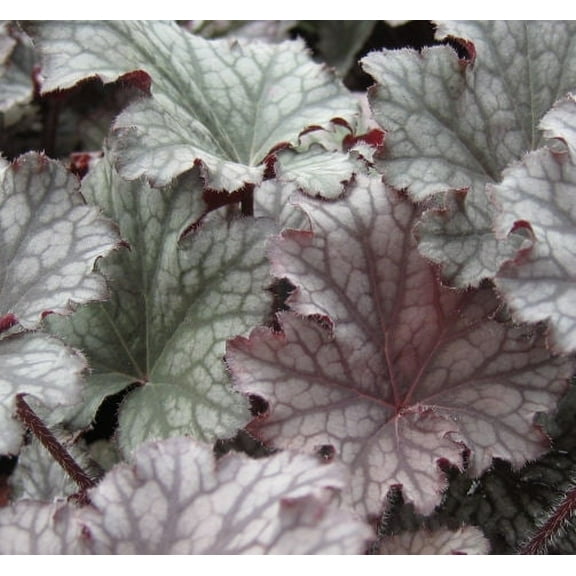 Frosted Violet Coral Bells - 1 Gallon Shade Perennial