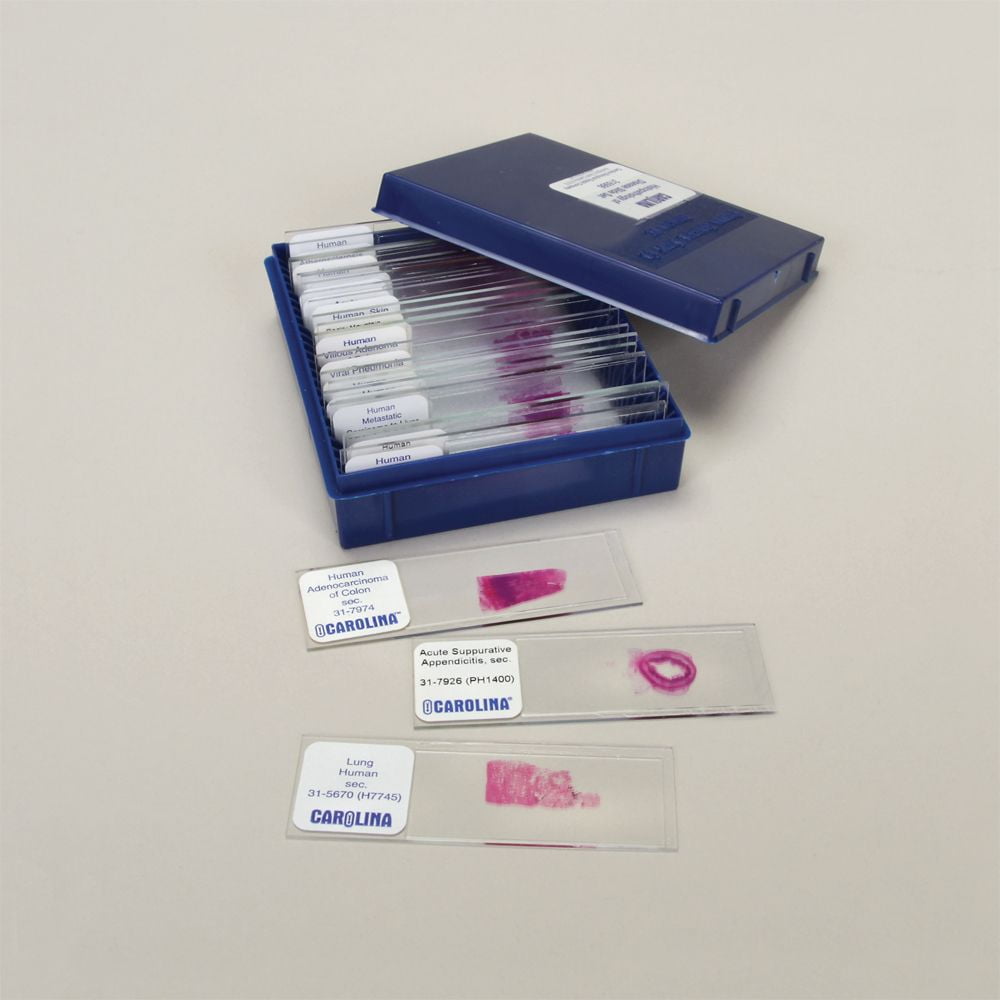 Histopathology Of Disease Slide Set