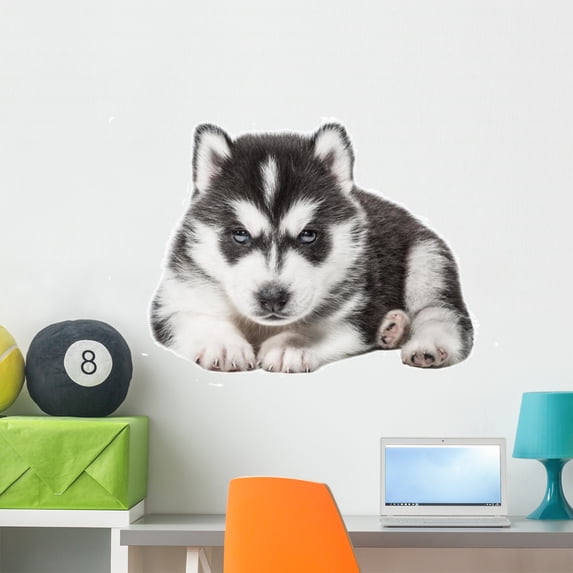 Puppy Portrait Husky Wall Mural by Wallmonkeys Peel and Stick Graphic (36 in W x 24 in H) WM271520