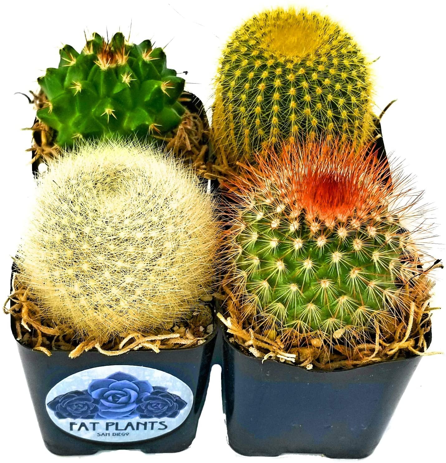 Fat Plants San Diego Mini Cactus Plants in Plastic Planters 