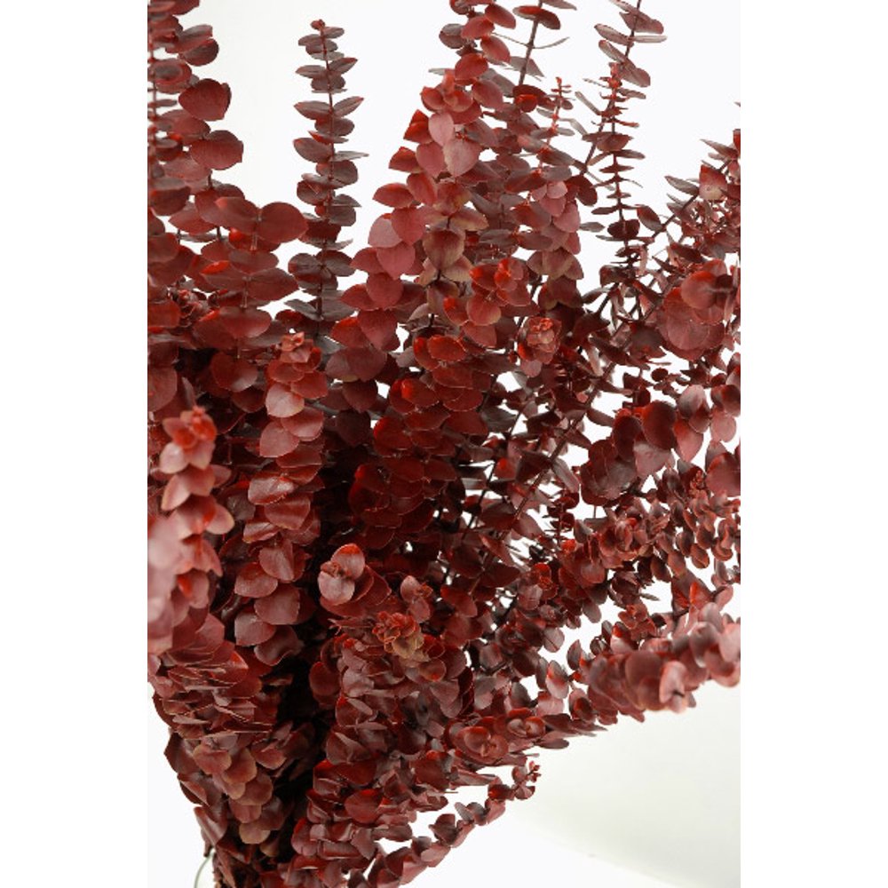 Eucalyptus Preserved Red Natural 16 oz. Bundle 26in. 28in. Tall