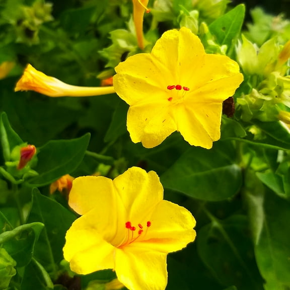 TomorrowSeeds - Yellow Four O' Clock Seeds - 100  Count - For 2026 Planting Mirabilis Jalapa Solid