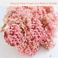 thumbnail image 4 of Dried Babys Breath Flowers Pink Gypsophila Bunches Bulk 50 Pcs Preserved Dried Flowers Long Lasting Flowers for Crafts Album Frame Greeting Card Photo Props Wedding Decor,5 inch/13 cm, 4 of 8