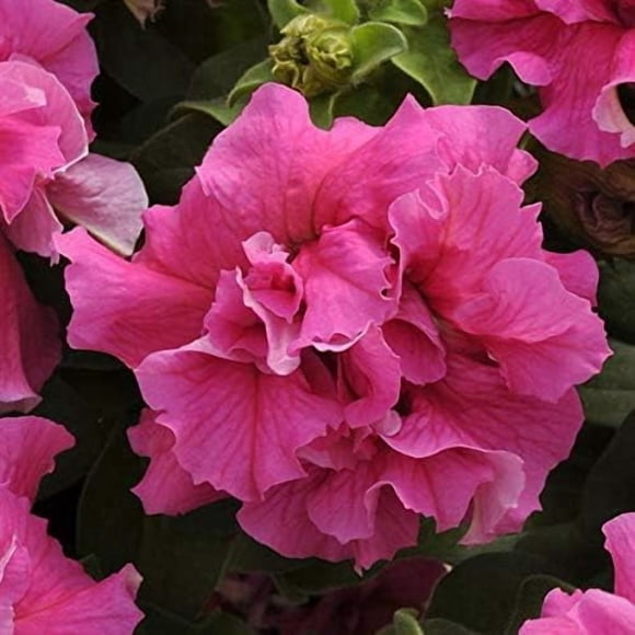 GSDWIUEW Double Cascade Pink Petunia *35-40 Seeds* Huge Double Blooms, Seed