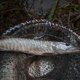 thumbnail image 3 of Red De Pesca, Trampa De Cebo De Pesca Camarones De Cangrejo De Cangrejo, Jaula De Trampa De Pesca Para Cangrejo Minnow Cangrejo De Cangrejo De Camarón Trampa De La Red De La, 3 of 7